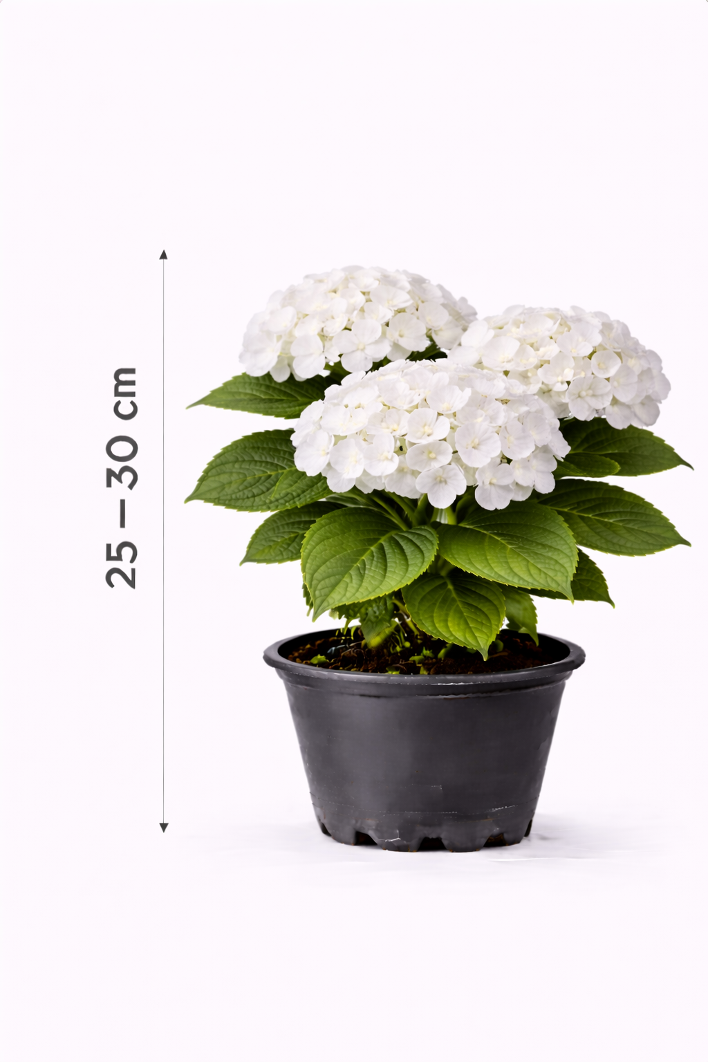 Hydrangea macr. 'Mme Emile Mouillère' 25 - 30