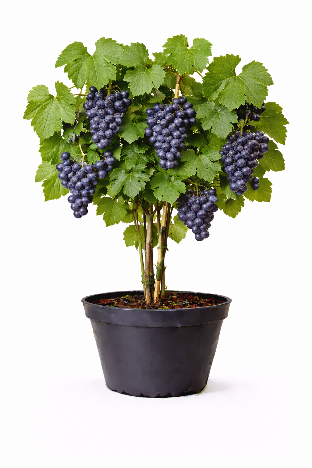 Vitis vin. 'Boskoop Glory' 50 - 60