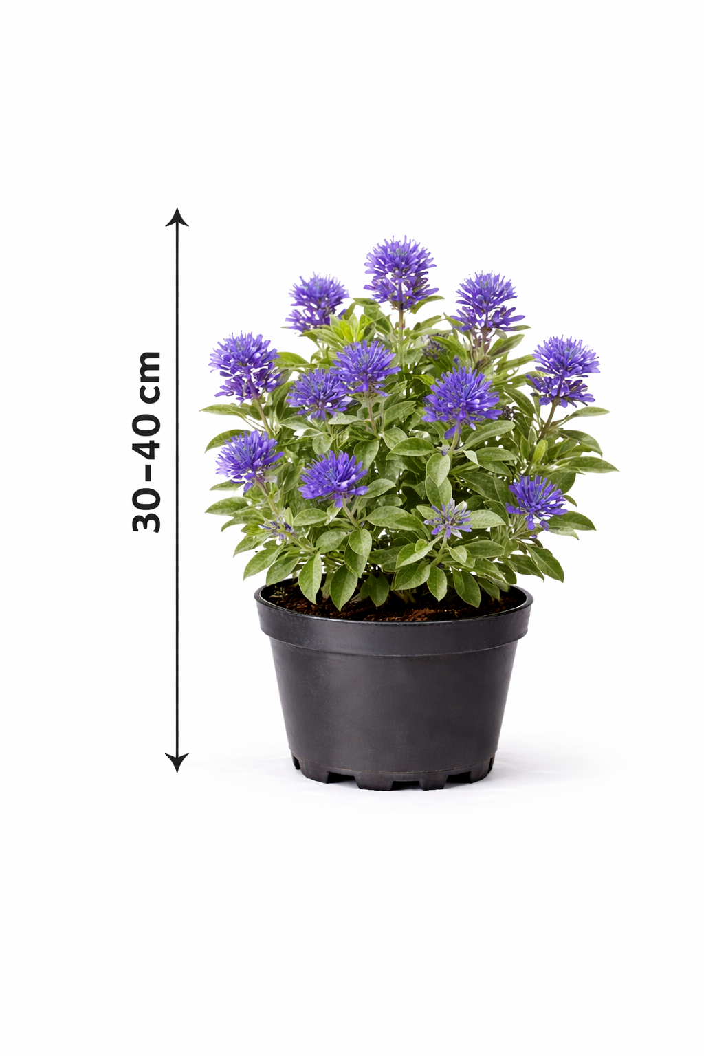Caryopteris cland. 'Grand Bleu' 30 - 40