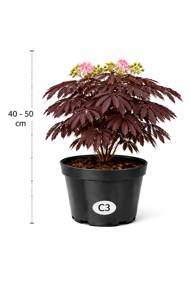 Albizia jul. 'Summer Chocolate' 40 - 50 C3