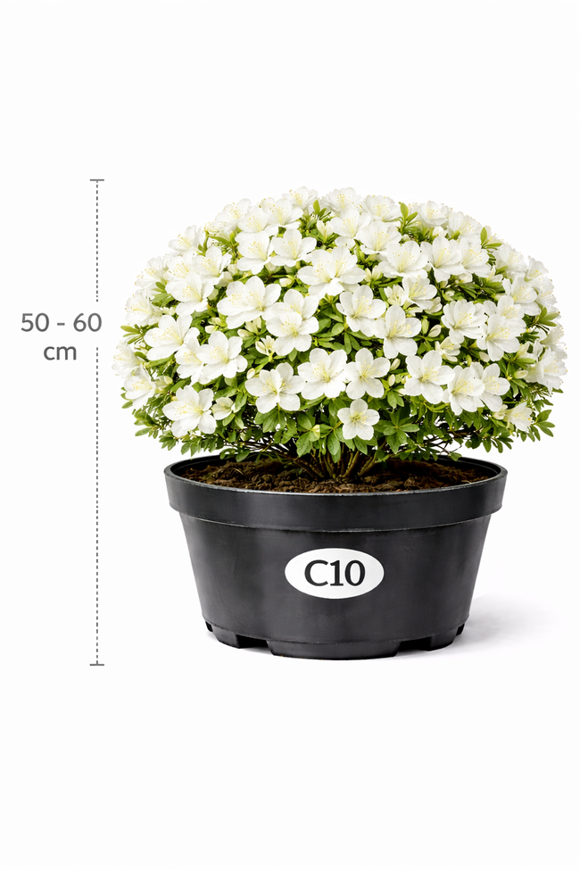Azalea jap. wit 50 - 60 C10