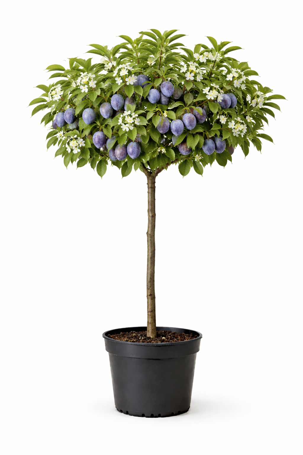 Prunus dom. 'Hauszwetsche' halfstam c7.5