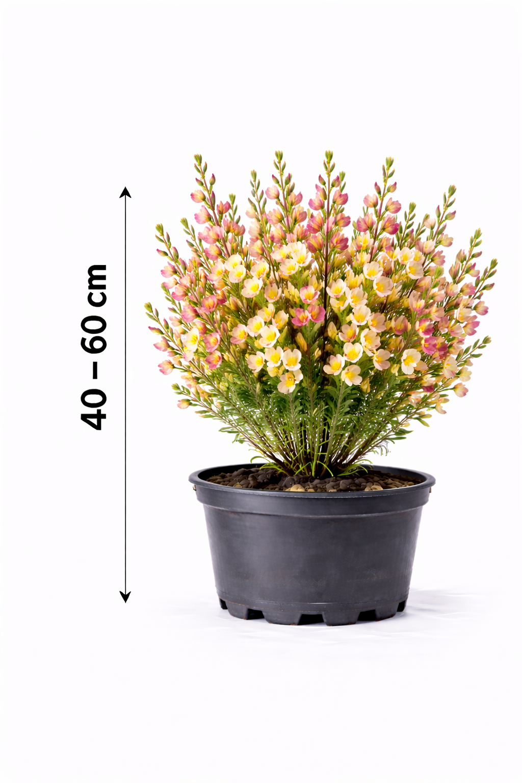 Cytisus 'Palette' 40 - 60