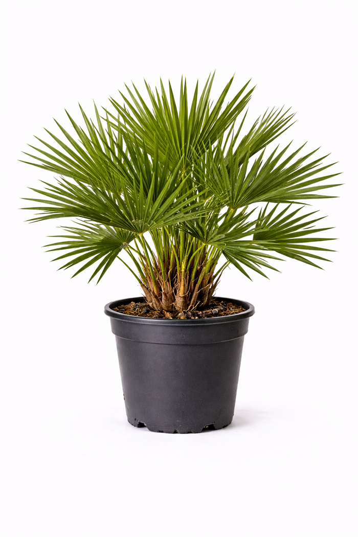 Chamaerops 'Compacta' C7