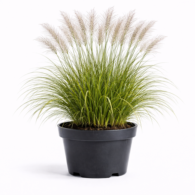 Miscanthus sin. 'Graziella' C3
