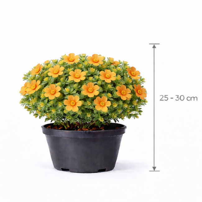 Potentilla frut. 'Tilford Cream' 25 - 30