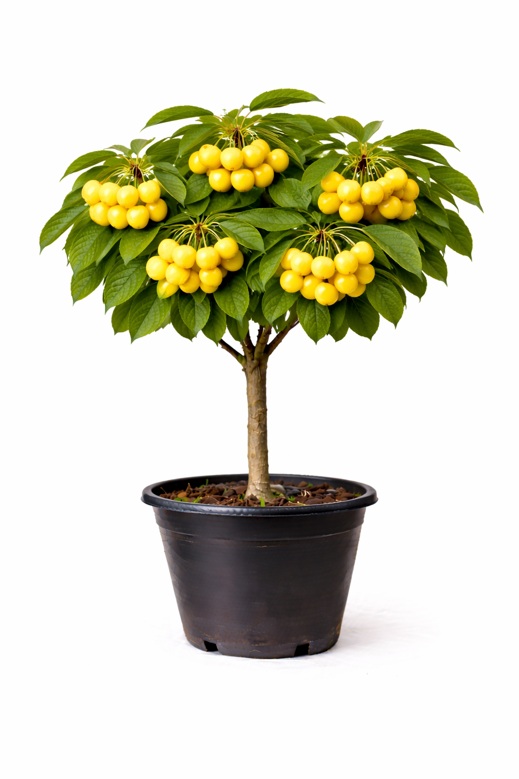 Prunus av. 'Dönissens Gelbe Knorpelk.' struik C7.5