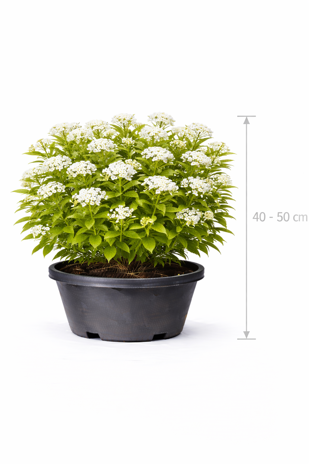 Spiraea jap. 'Albiflora' 40 - 50 C7.5