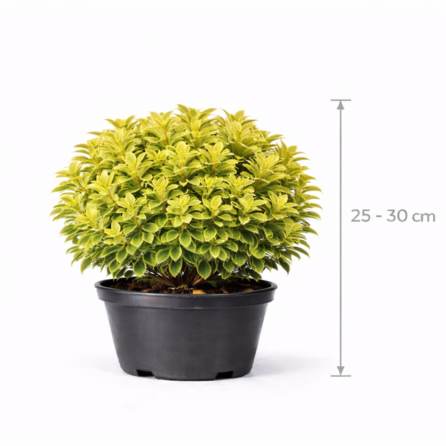 Pittosporum ten. 'Golden Ball' 25 - 30