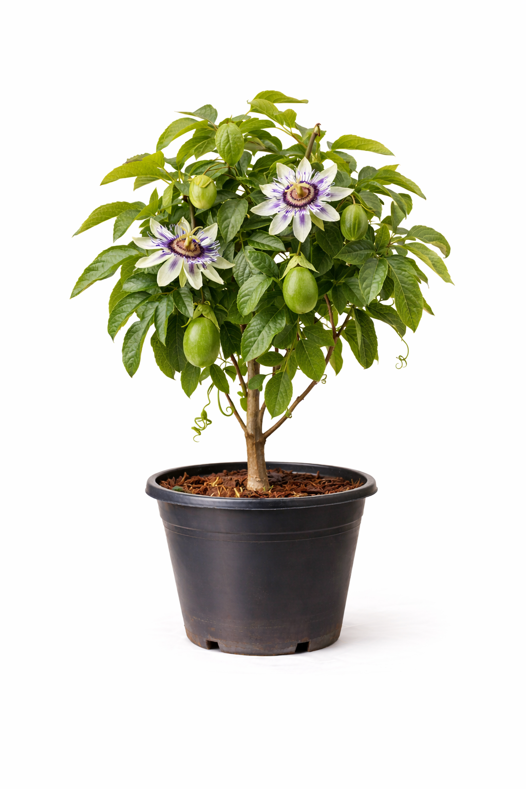 Passiflora edulis struik