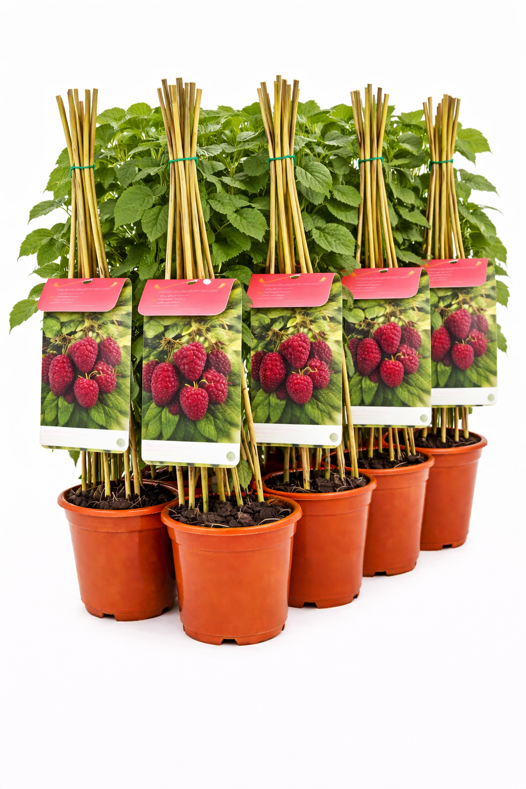 Rubus 'Logan' struik