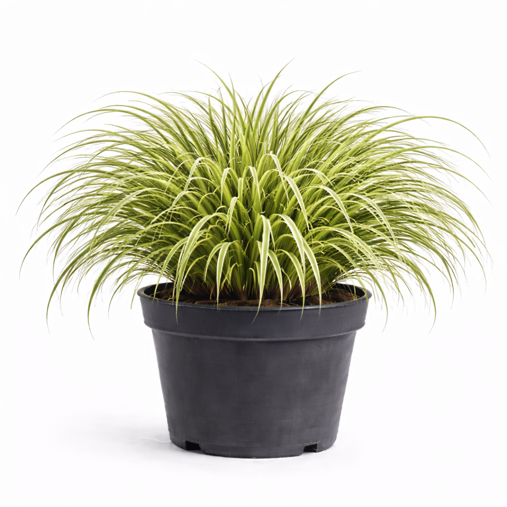 Carex osh. 'Evergold' C3