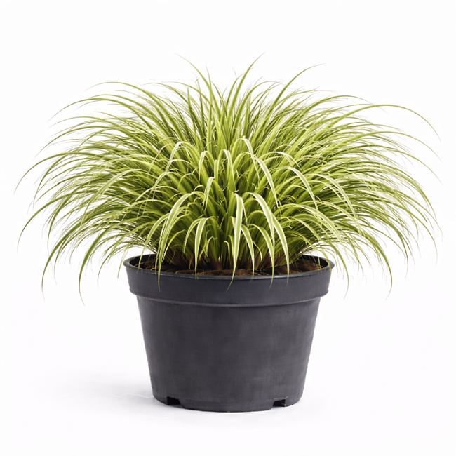 Carex osh. 'Evergold' C3