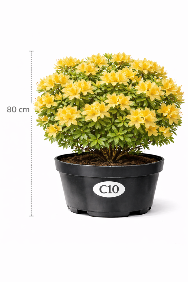 Azalea knaphill geel 80 +- C7.5