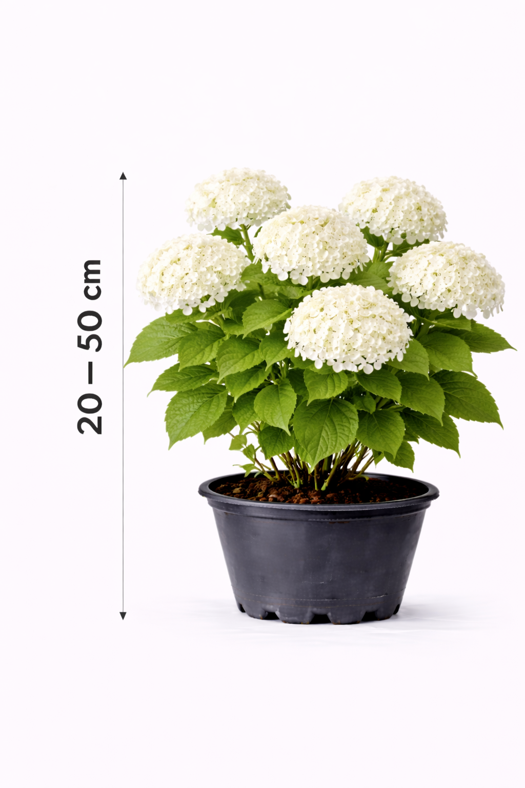 Hydrangea arb. 'Annabelle' 30 - 50