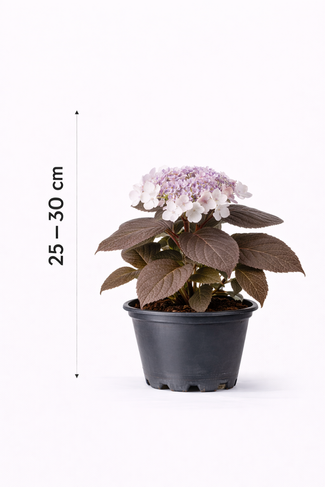 Hydrangea aspera 'Hot Chocolate' 25 - 30