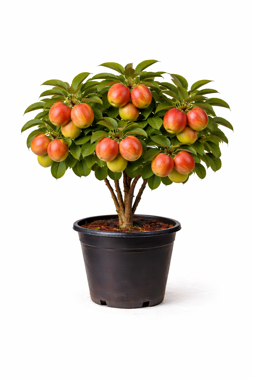 Malus d. 'Rode Boskoop' struik c7.5
