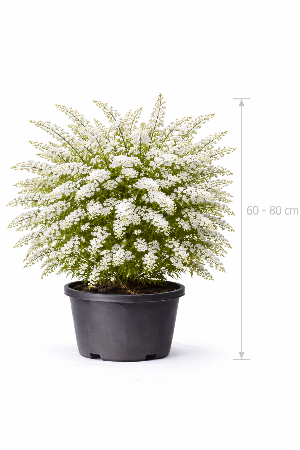 Spiraea cinerea 'Grefsheim' 60 - 80 c7.5