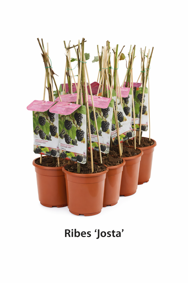 Ribes 'Josta' struik