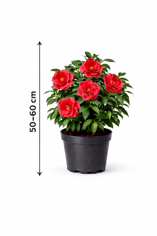 Camellia japonica rood-rouge 50 - 60