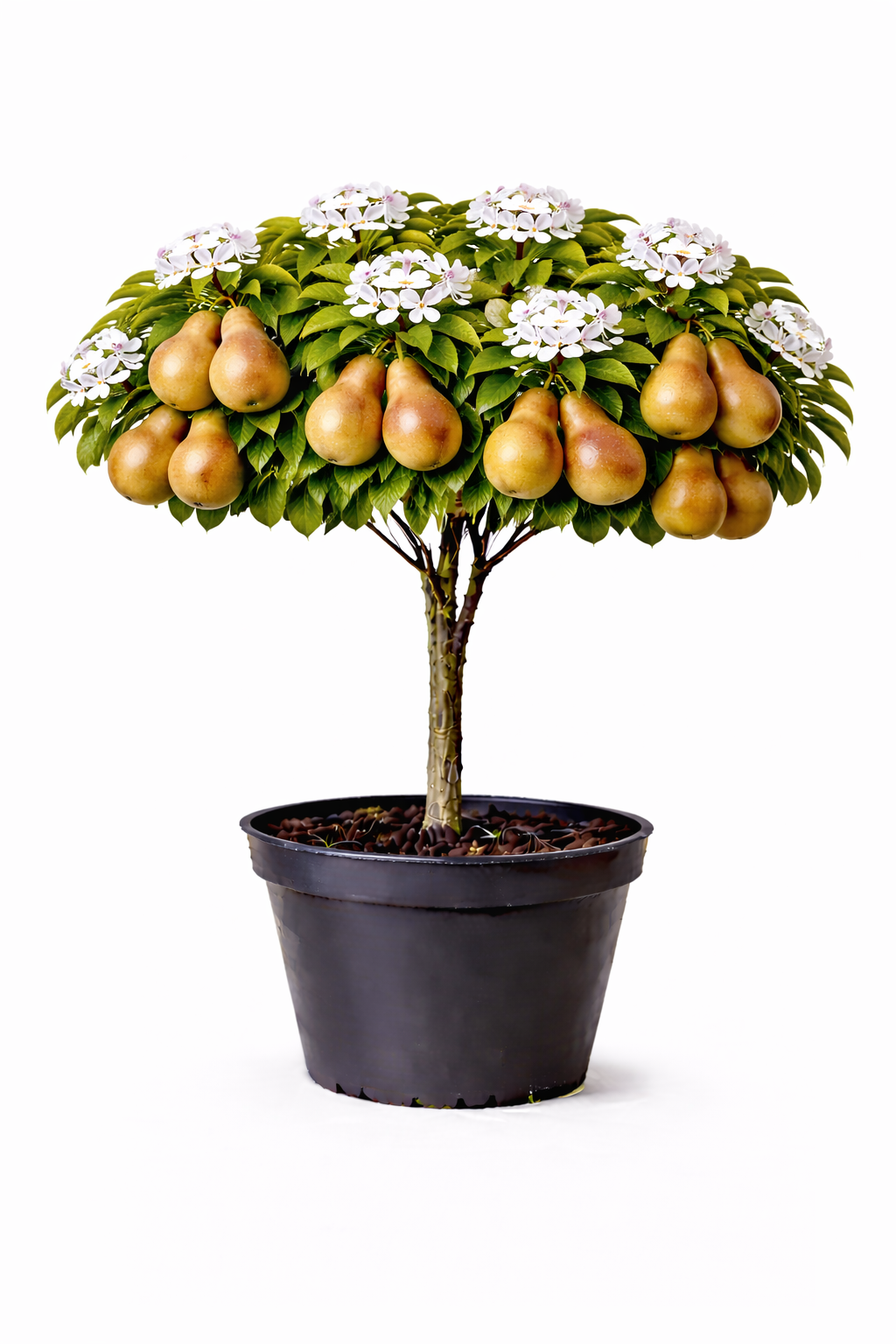Pyrus pyrif. 'Shinko' halfstam C7.5