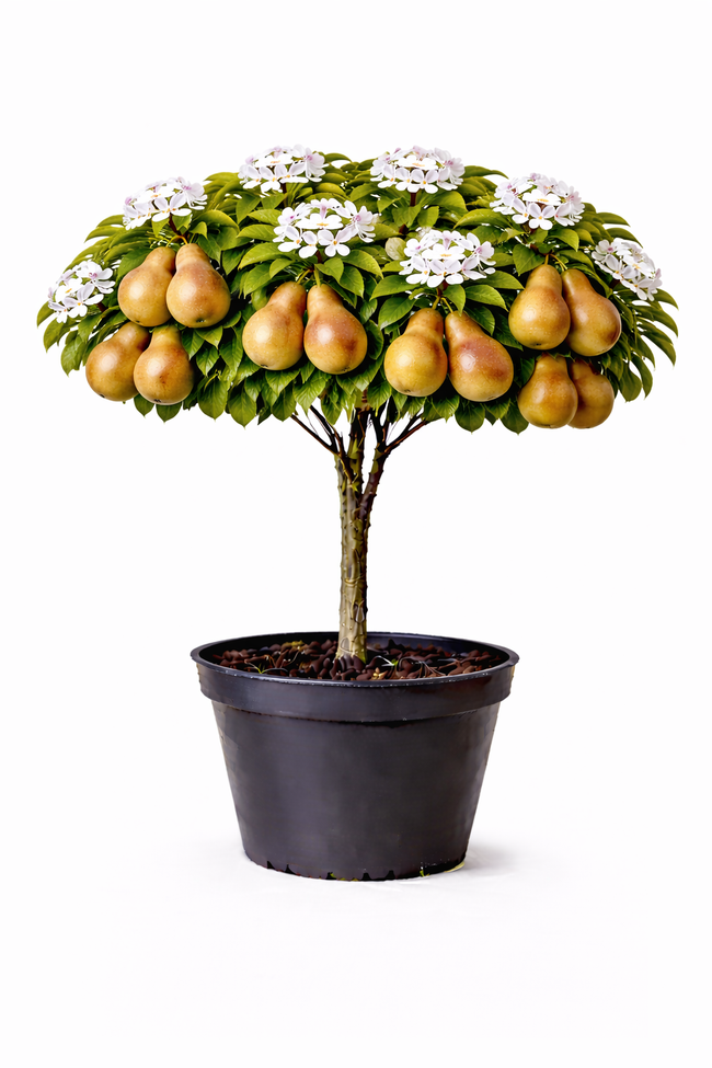 Pyrus pyrif. 'Shinko' halfstam C7.5
