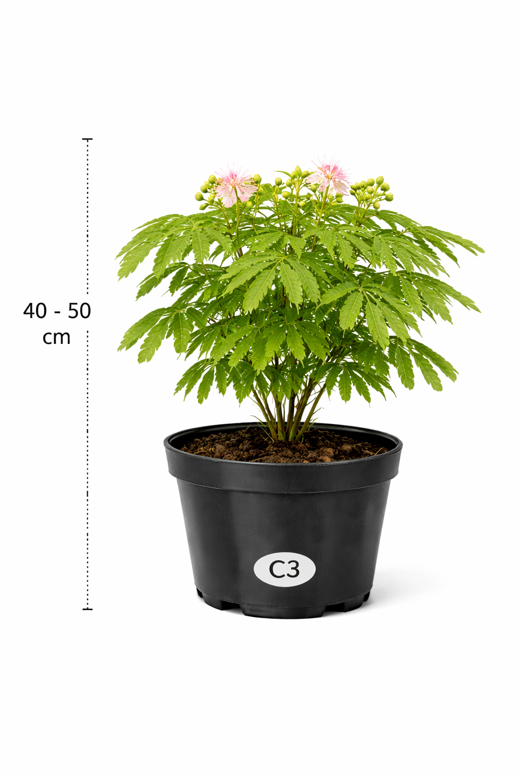 Albizia jul. 'Ombrella' 40 - 50 C3