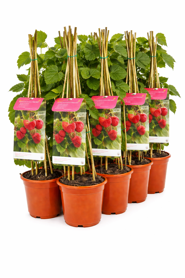 Rubus id. 'Autumn Bliss' struik