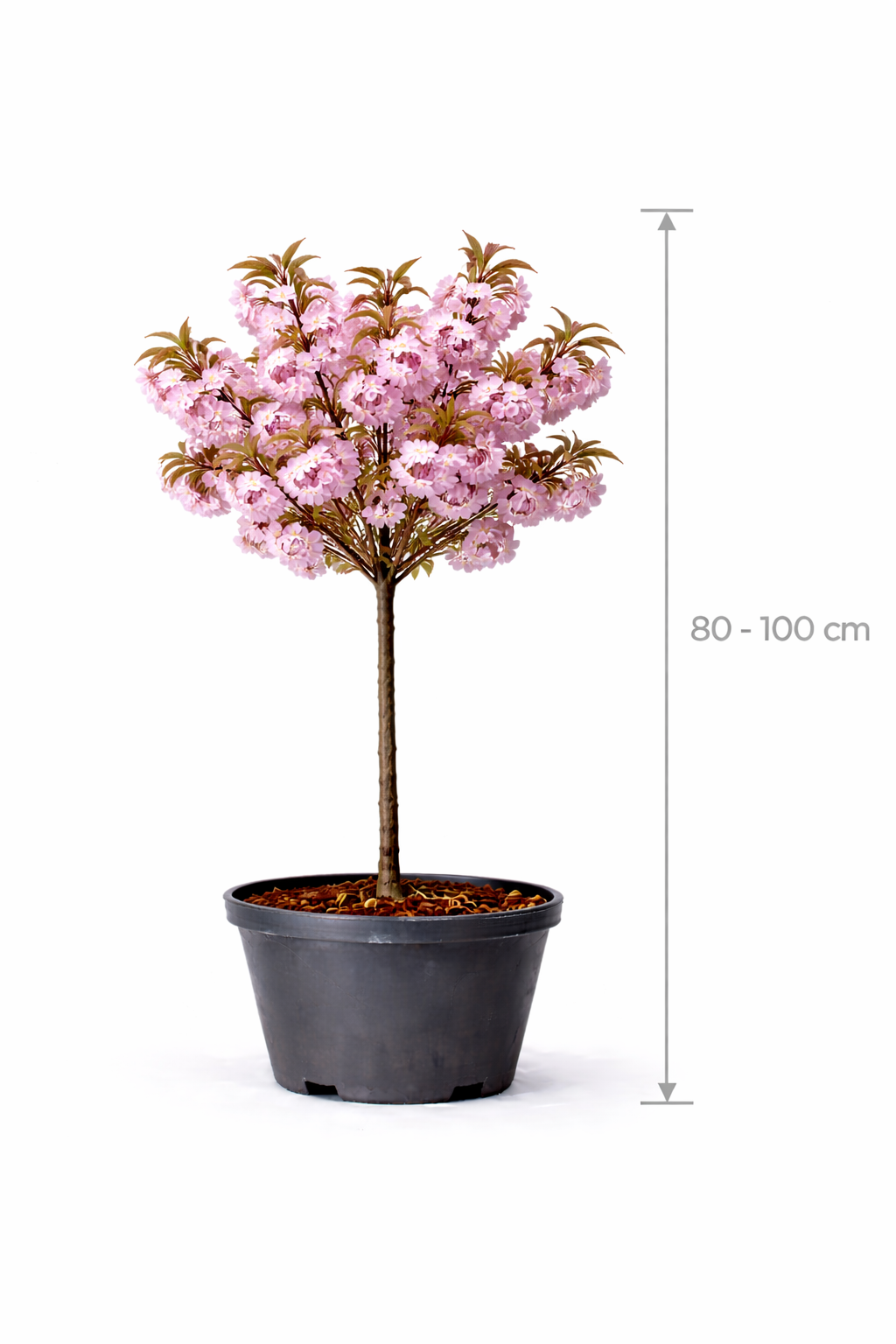 Prunus serr. 'Kanzan' 80 - 100 C7.5
