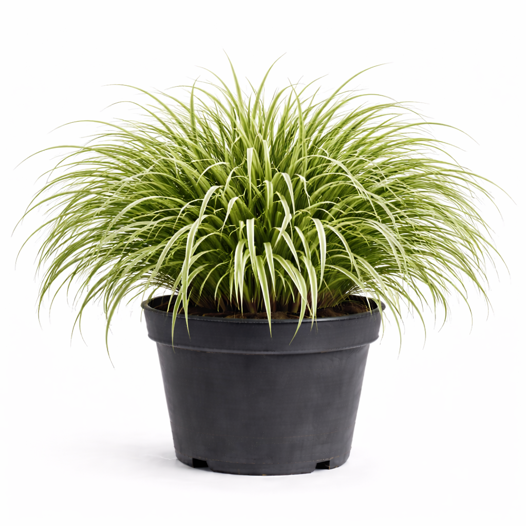 Carex osh. 'Everest' c3