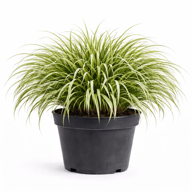 Carex osh. 'Everest' c3
