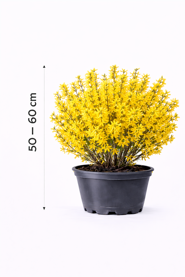 Forsythia int. 'Minigold' 50 - 60