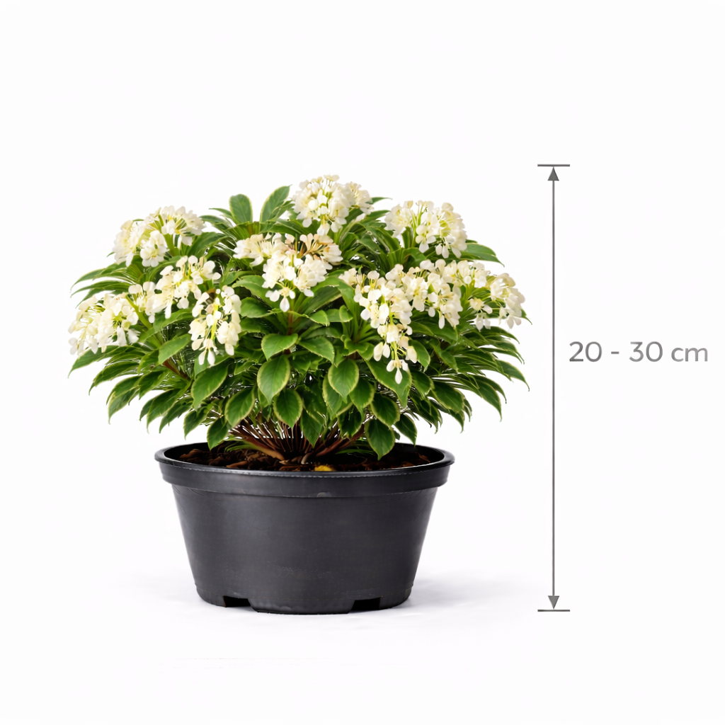 Pieris jap. 'Debutante' 20 - 30