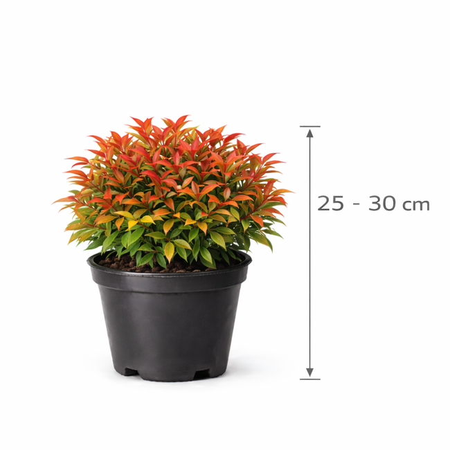 Nandina dom. 'Obsessed' 25 - 30