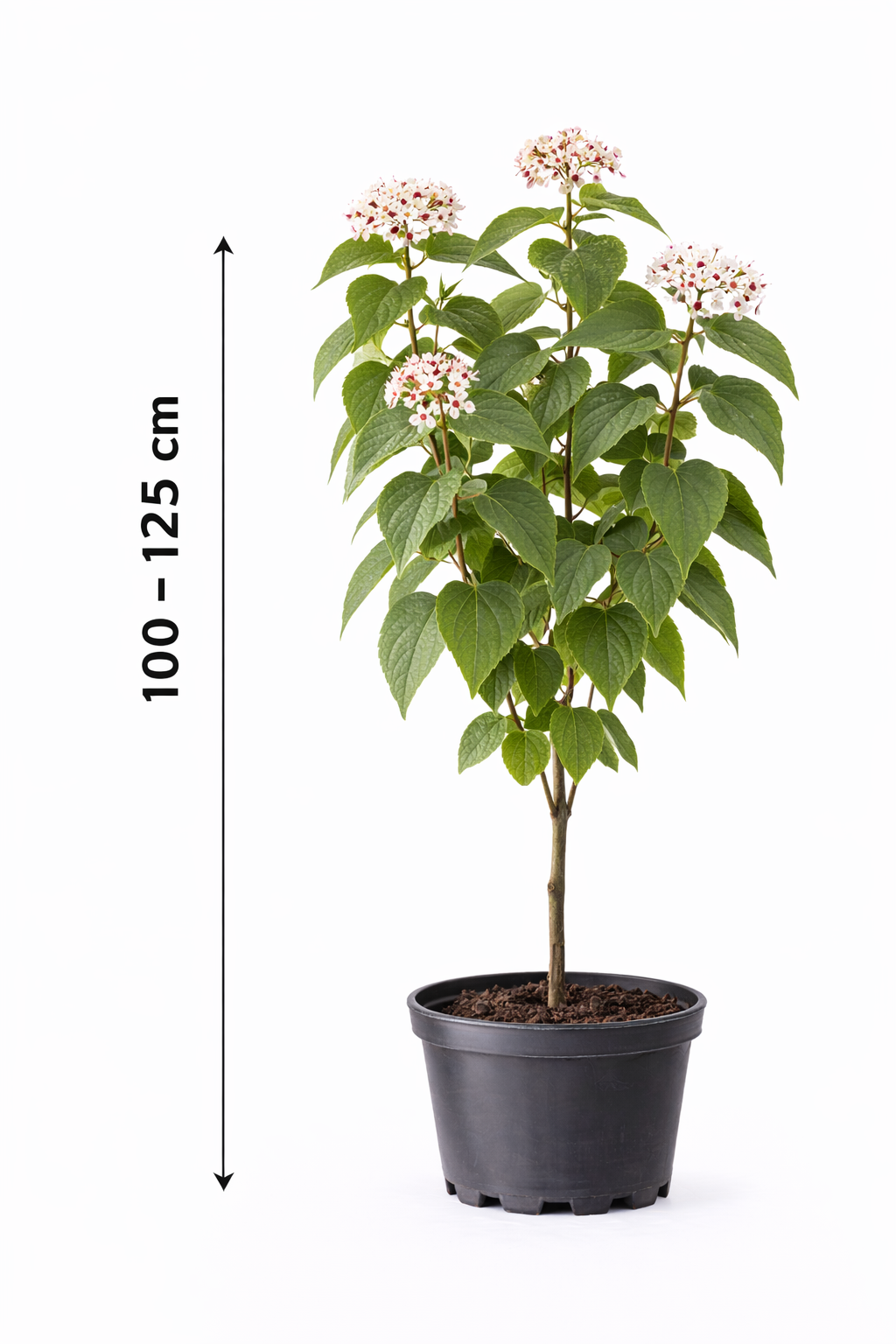 Clerodendrum trichotomum 100 - 125
