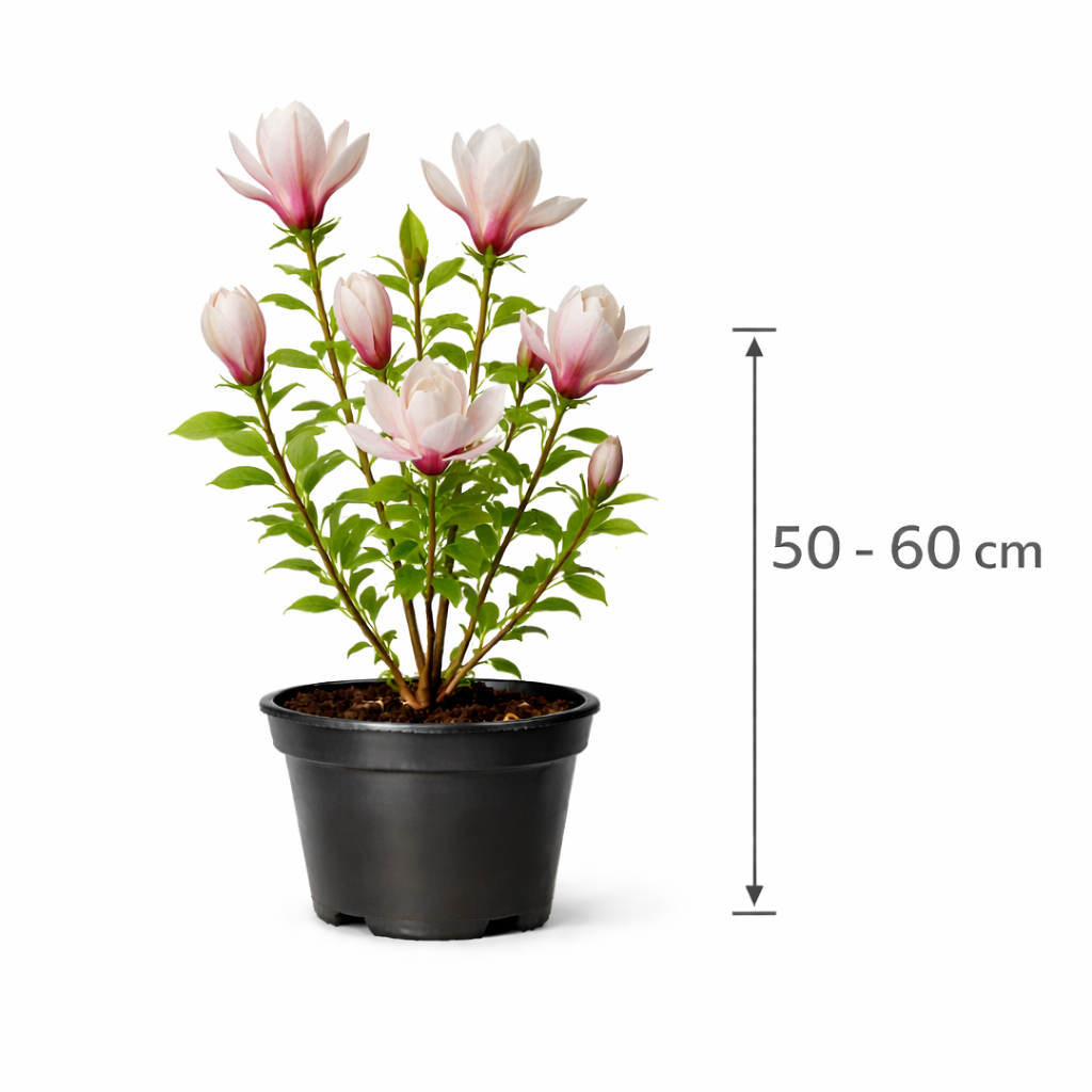 Magnolia soulangeana 50 - 60