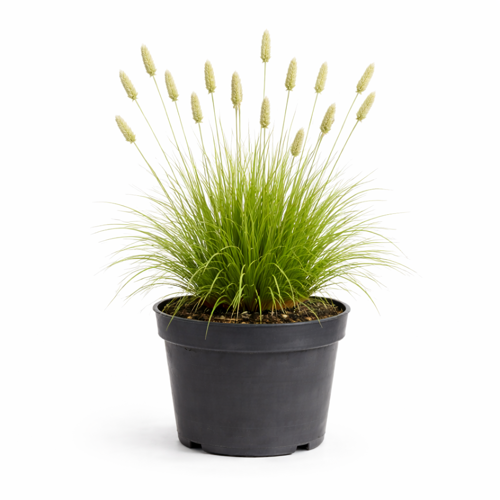 Sesleria autumnalis C1.5