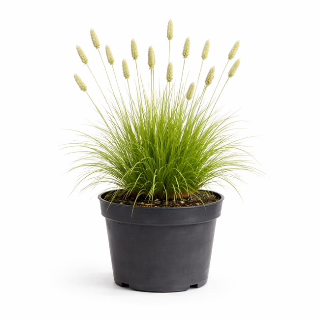 Sesleria autumnalis C1.5