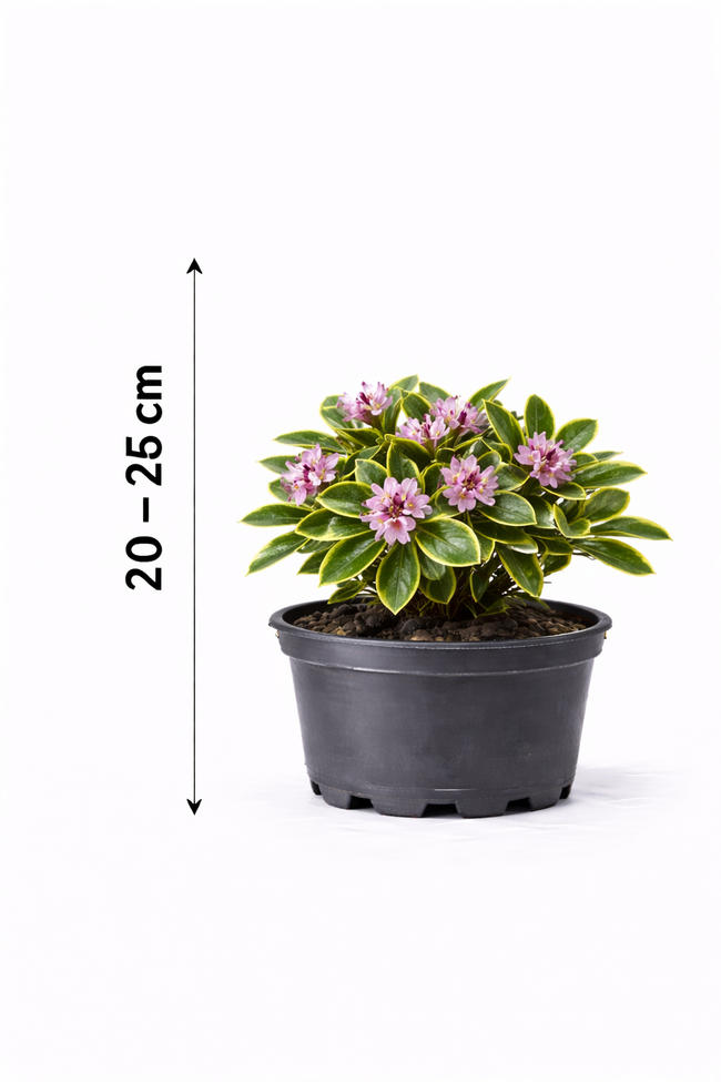Daphne od. 'Aureomarginata' 20 - 25