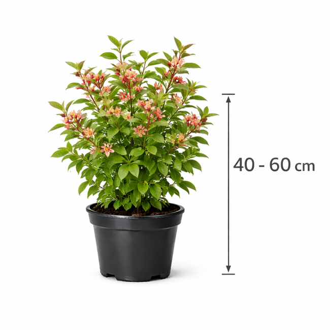 Lonicera tatar. 'Hack's Red' 40 - 60
