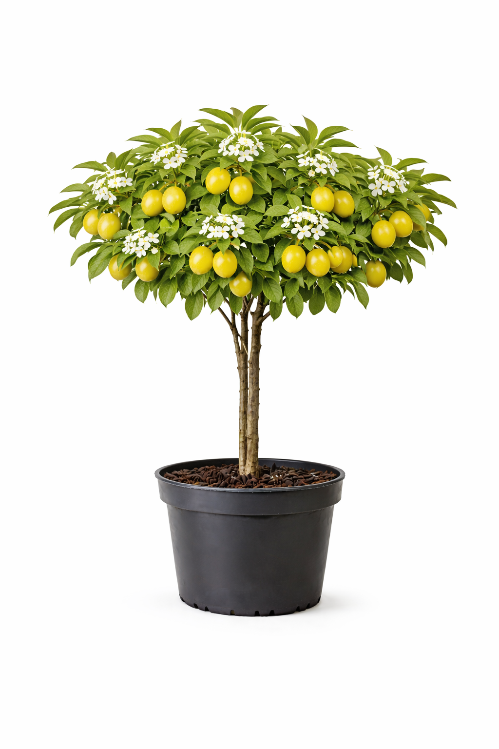 Prunus dom. 'R. Cl. d' Oullins' struik c7.5