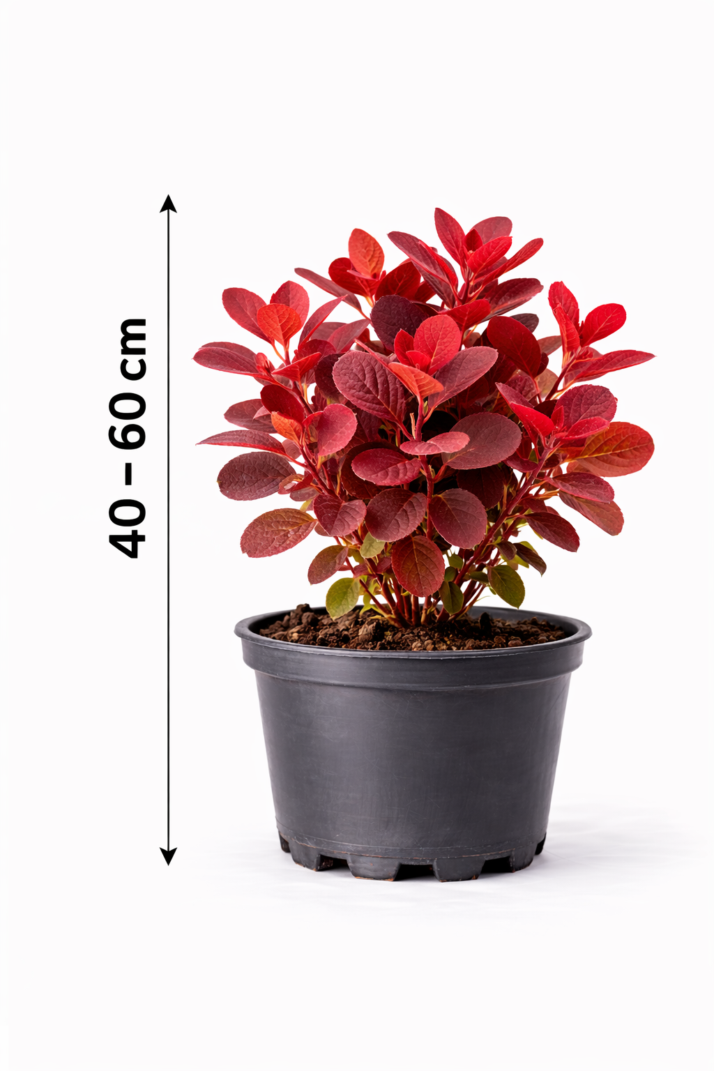 Cotinus cogg. 'Flamissimo' 40 - 60