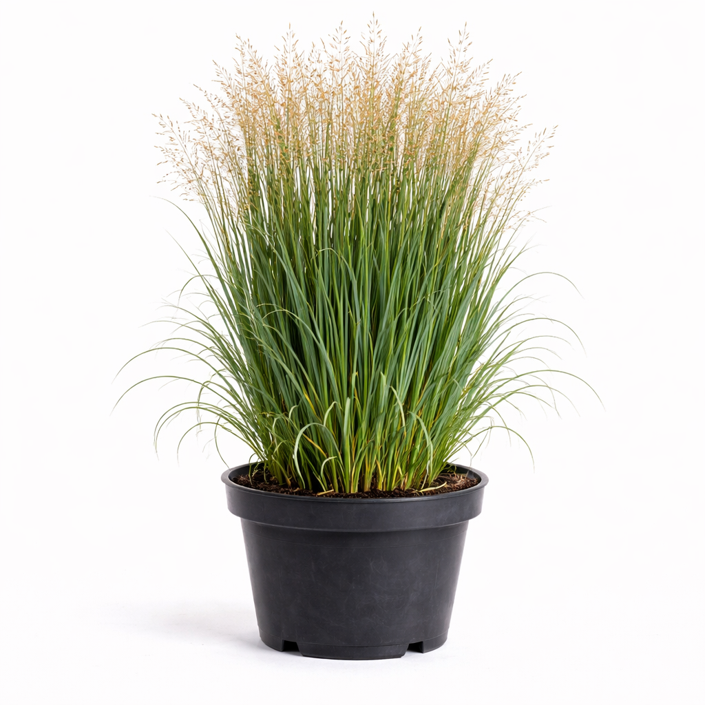Panicum virg. 'Northwind' C3