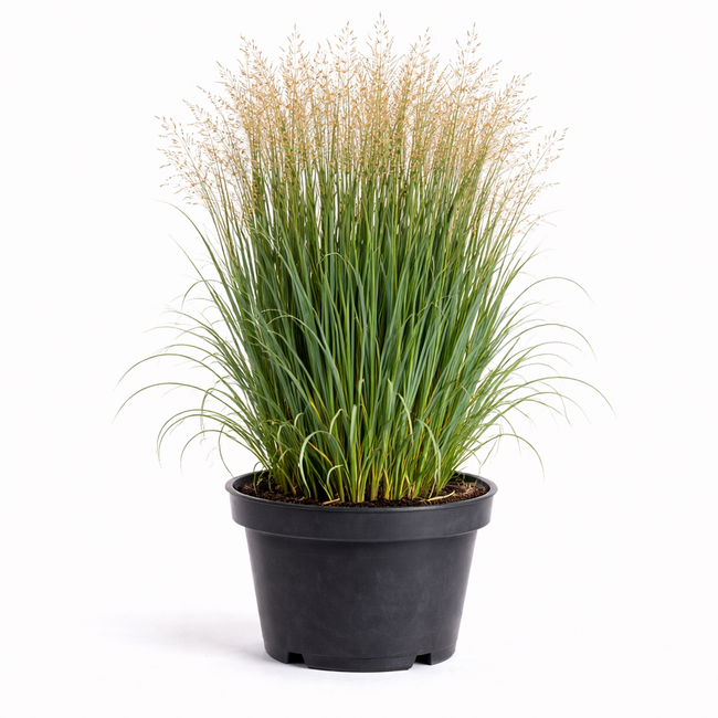 Panicum virg. 'Northwind' C3