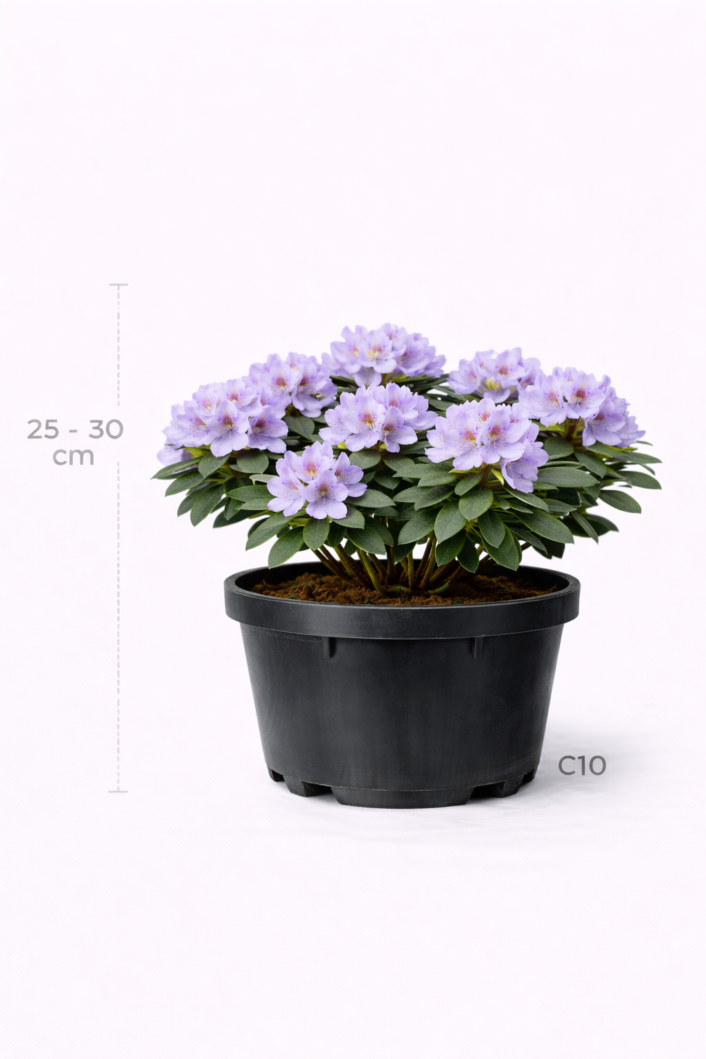 Rhodo (imped.) 'Blue Tit' 25 - 30
