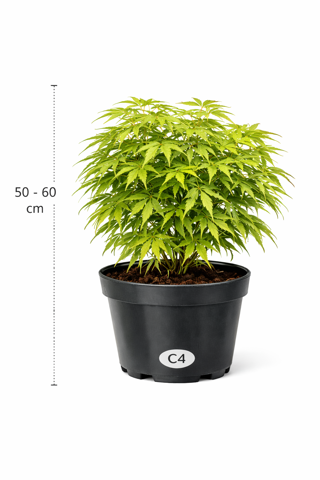 Acer palm. 'Osakazuki' 50 - 60 C4