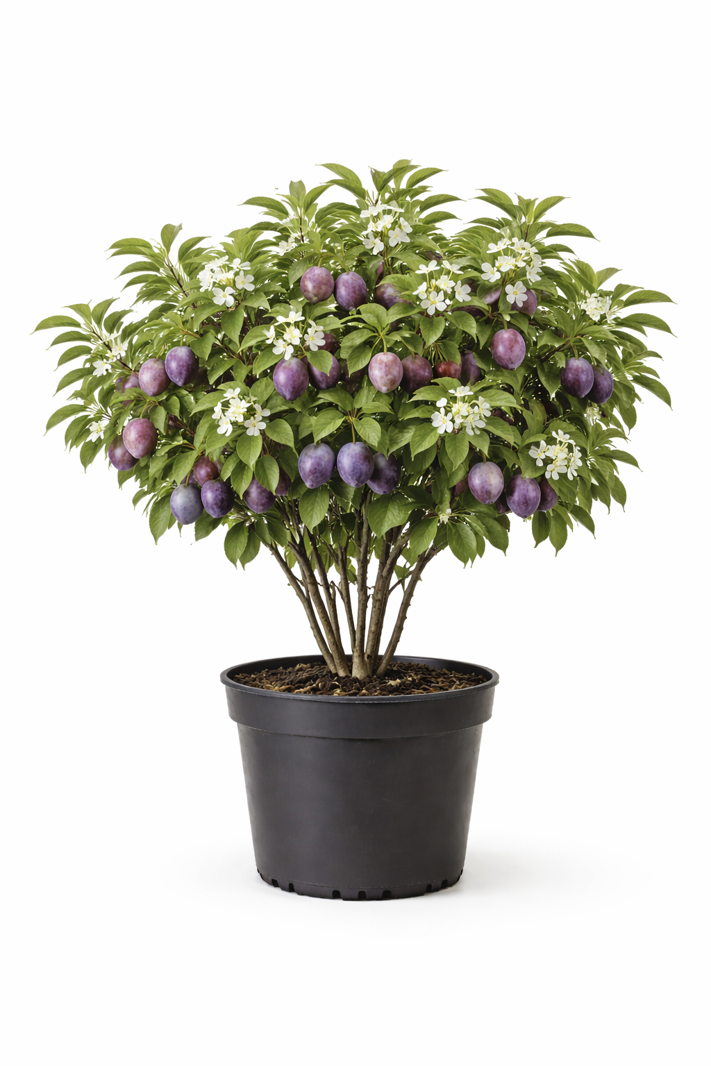 Prunus dom. pruim struik c7.5