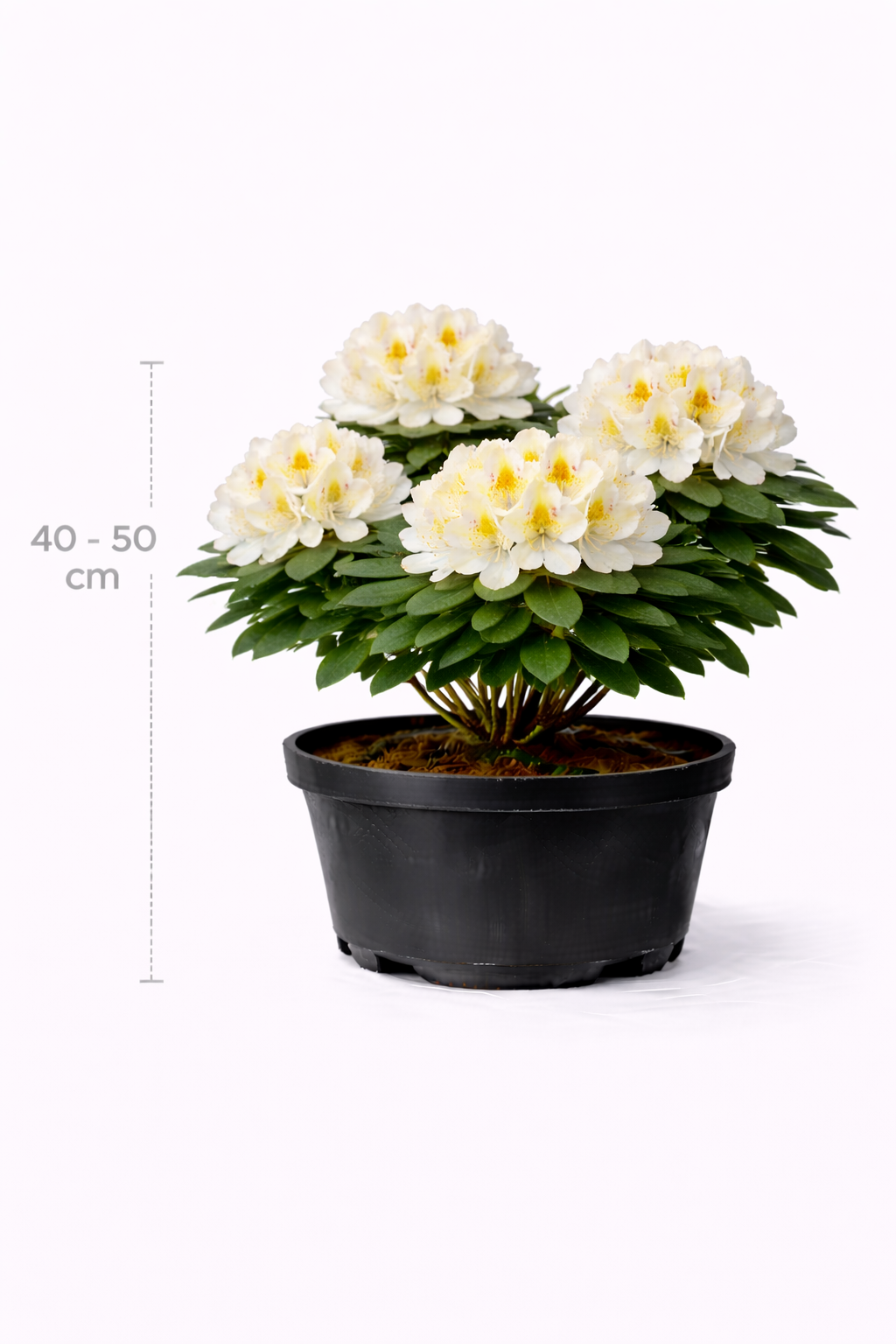 Rhodo (hybr.) 'Rocket' 40 - 50 C4