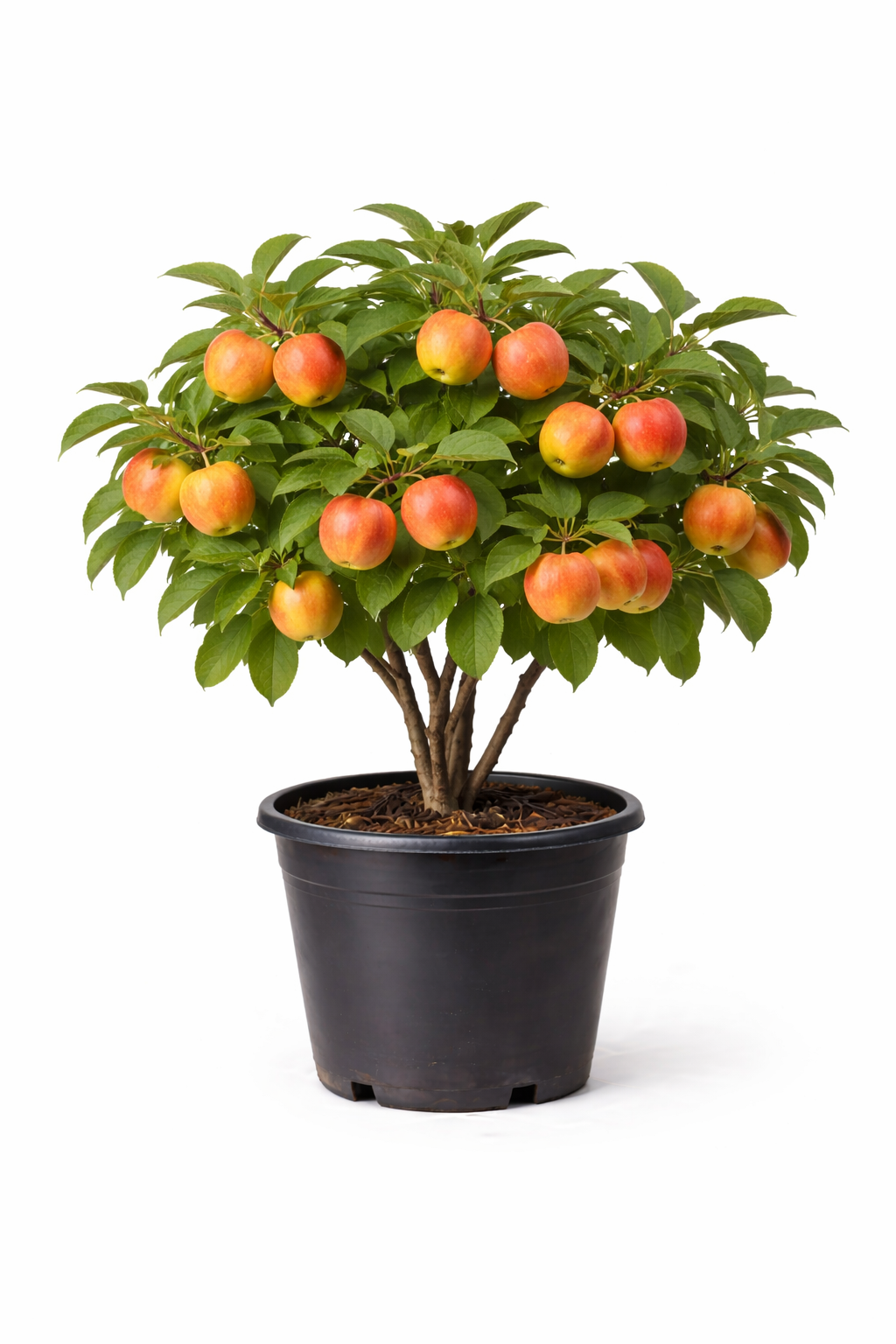 Malus d. 'Cox's Orange Pippin' struik c7.5