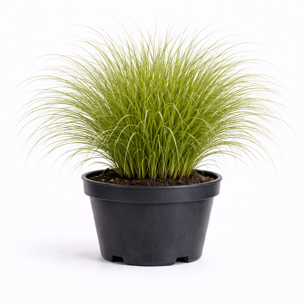 Miscanthus sin. 'Gracillimus' C3